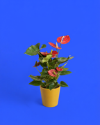Anthurium en un cubremacetas amarillo
