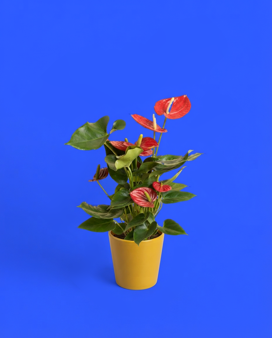 Anthurium en un cubremacetas amarillo