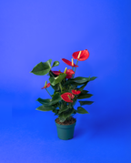 Anthurium en su maceta de vivero