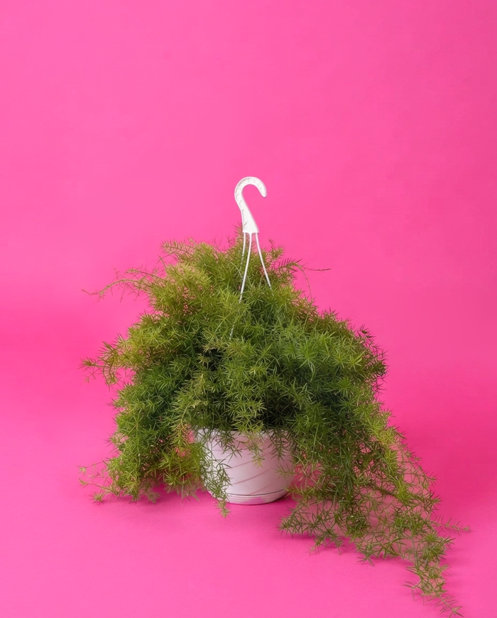 Planta Esparraguera