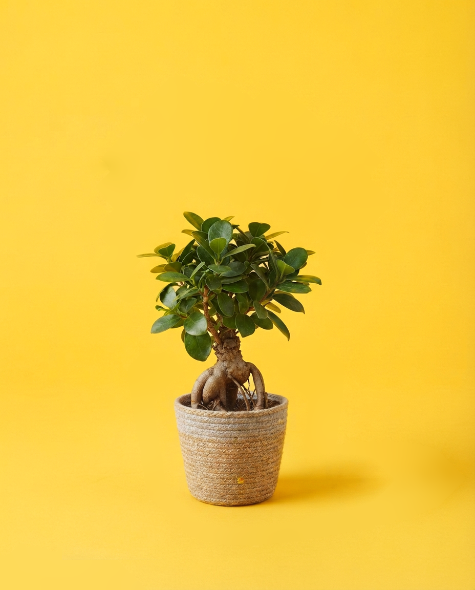 Ficus ginseng en un cubremacetas de yute gris