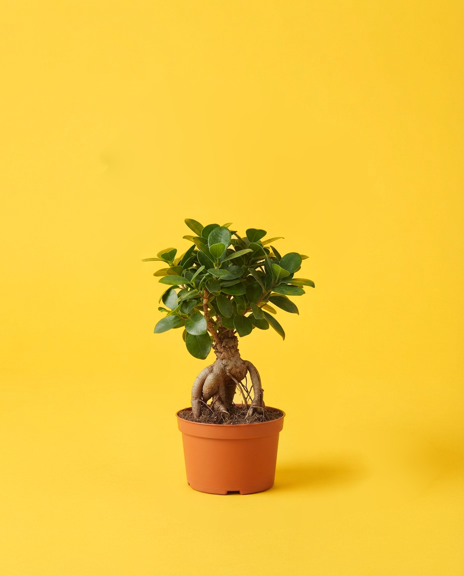Ficus Ginseng