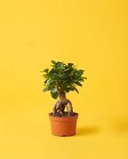 Ficus Ginseng