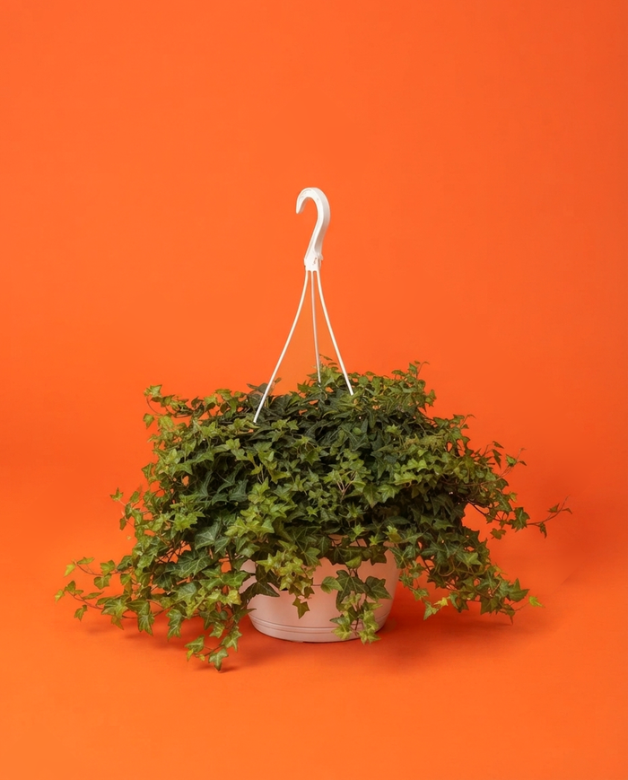 Planta Hedera verde