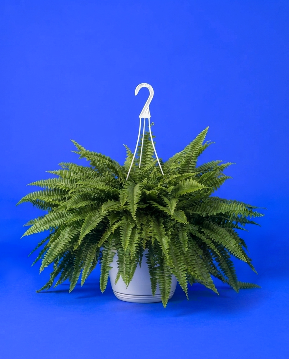 Helecho nephrolepis en su maceta colgante