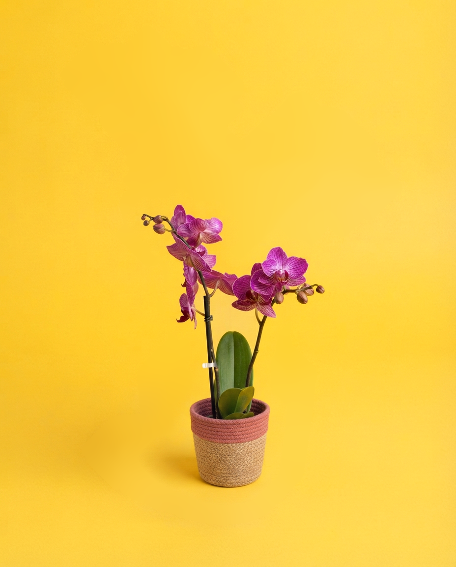 Orquídea en un cubremacetas de yute rosa