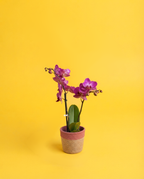 Orquídea en un cubremacetas de yute rosa