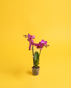 Orquídea en su maceta de vivero
