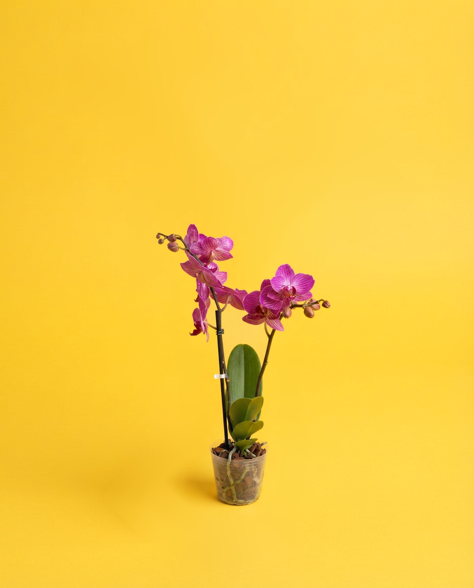 Orquídea en su maceta de vivero