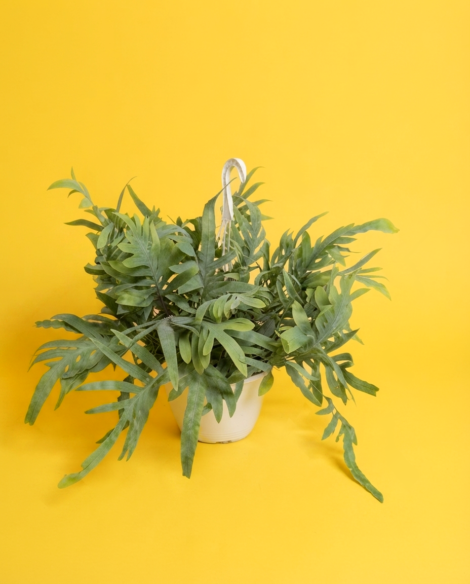Phlebodium Blue Star, el helecho azul, en su maceta colgante