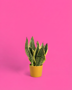 Sansevieria en un cubremacetas amarillo