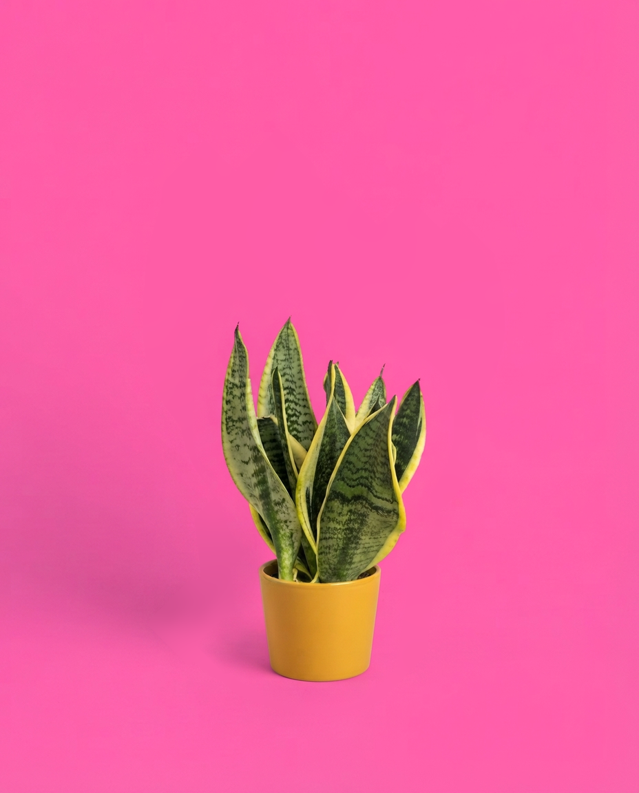 Sansevieria en un cubremacetas amarillo