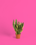 Sansevieria en su maceta de vivero