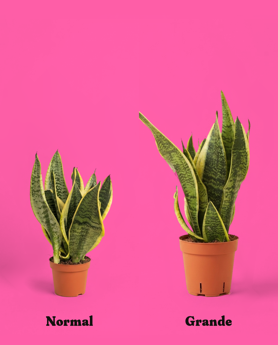Sansevieria normal y grande, una al lado de la otra