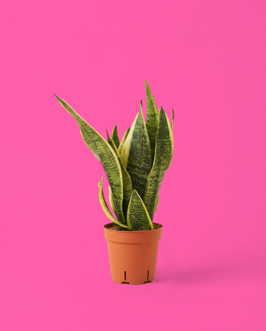 Sansevieria grande en su maceta de vivero