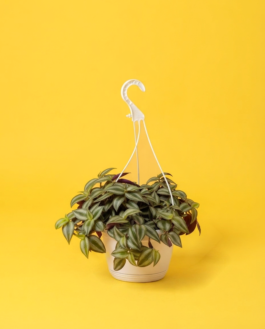 Tradescantia en su maceta colgante